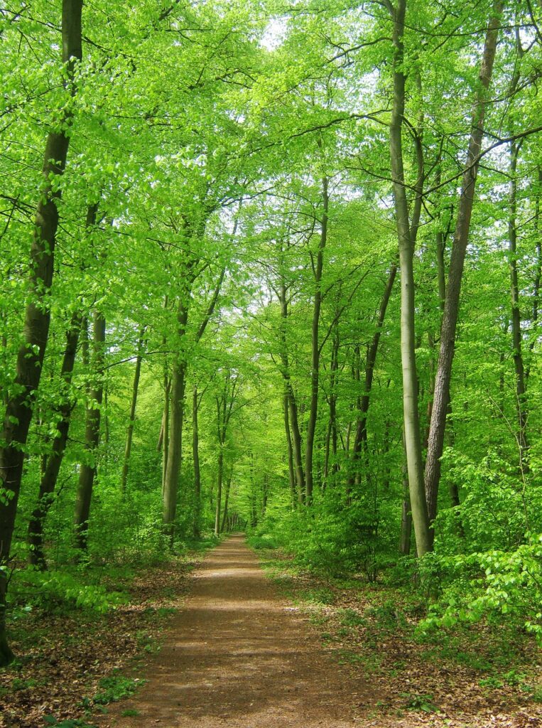 forest, nature, trees